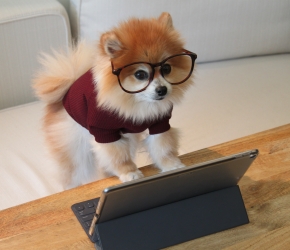aide achat ordinateur ou tablette_CAF44_350 €_https://www.caf.fr/allocataires/caf-de-loire-atlantique/actualites-departementales/etudiant-aide-l-achat-d-un-ordinateur-ou-d-une-tablette_photo Unsplash_Cookie the Pom aide achat ordinateur ou tablette_CAF44_350 €_https://www.caf.fr/allocataires/caf-de-loire-atlantique/actualites-departementales/etudiant-aide-l-achat-d-un-ordinateur-ou-d-une-tablette_photo Unsplash_Cookie the Pom