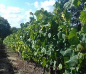 Vendanges 2019 : les offres d'emploi déjà disponibles