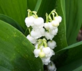 la cueillette du muguet : un job saisonnier en région nantaise/freepick la cueillette du muguet : un job saisonnier en région nantaise/freepick