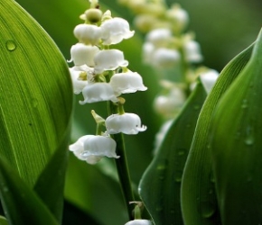 Cueillette du muguet : postulez dès maintenant ! Cueillette du muguet : postulez dès maintenant !