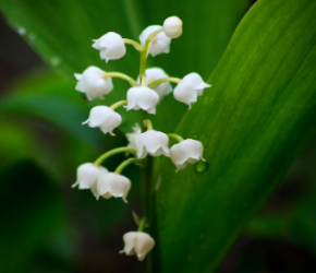 Muguet 2021 : c'est parti pour les recrutements ! Muguet 2021 : c'est parti pour les recrutements !