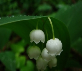 Les recrutements pour la cueillette du muguet c'est maintenant ! Les recrutements pour la cueillette du muguet c'est maintenant !