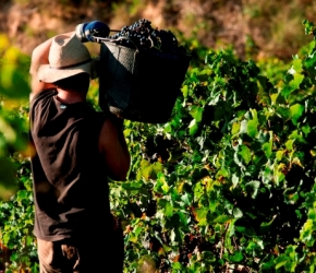 Vendanges : il est encore temps de postuler !©iStock.com/Domenec