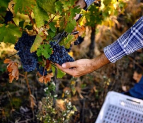ça recrute pour les vendanges 2023 ! ça recrute pour les vendanges 2023 !