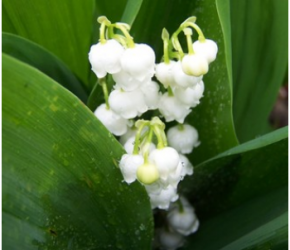 Vente du muguet : une tolérance admise Vente du muguet : une tolérance admise
