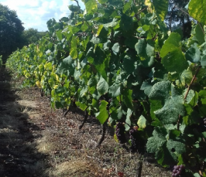 Recrutements pour les vendanges 2020