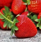 Recherche cueilleurs de fraises pour l'été