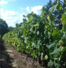 Vendanges 2019 : les offres d'emploi déjà disponibles