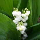la cueillette du muguet : un job saisonnier en région nantaise/freepick