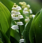 Cueillette du muguet : postulez dès maintenant !