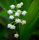 La cueillette du muguet : un job pendant les vacances d'avril !