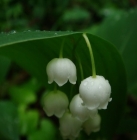 Les recrutements pour la cueillette du muguet c'est maintenant !