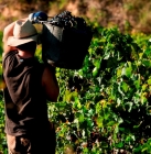 Vendanges : il est encore temps de postuler !©iStock.com/Domenec