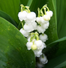Vente du muguet : une tolérance admise