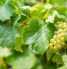Job saisonnier : top départ pour les vendanges !